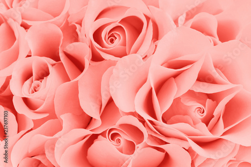 Floral background  of blooming roses, Living coral color photo