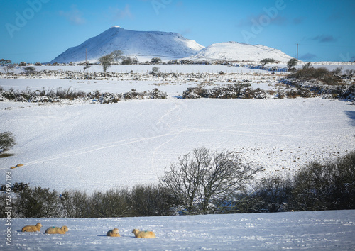 A snow covered field with sheep on a blue sky day in Abersoch, Wales, UK