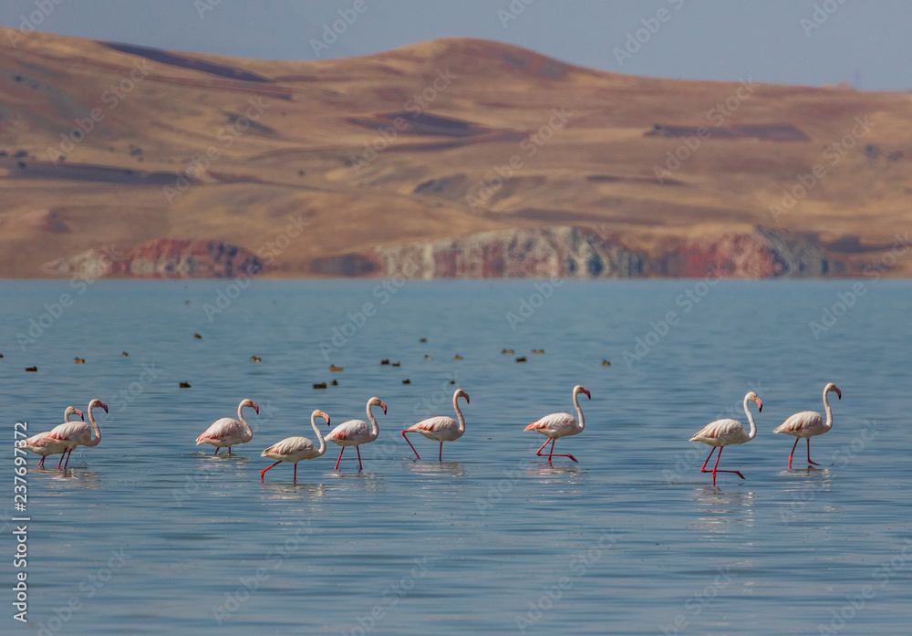 Van, Turkey - at the border with Iran, Van and its wonderful lake are splendid places to visit, with a stunning wildlife. Here in particular a colony of flamingos