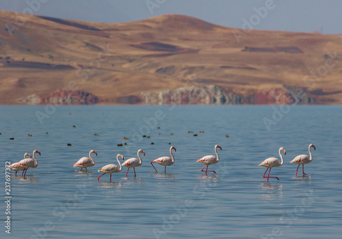 Fototapeta Naklejka Na Ścianę i Meble -  Van, Turkey - at the border with Iran, Van and its wonderful lake are splendid places to visit, with a stunning wildlife. Here in particular a colony of flamingos
