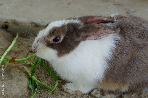 Psoroptic ear mange of rabbits.Close​ ​up​ rabbit. photo