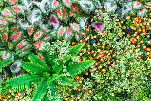 Green, red, purple leaves with orange flowers