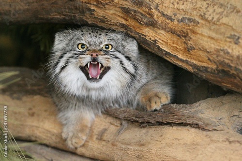 Photography Beautiful Manul cat in the shadow of his den