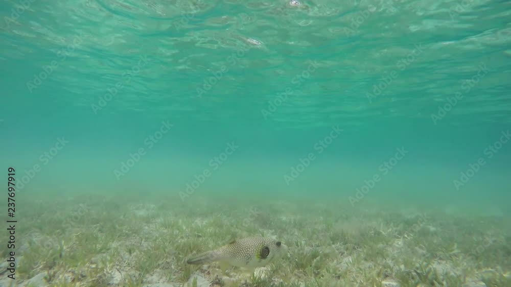 Exotic tropical underwater animal world, Puffer Fish Hedgehog, red sea flora and fauna. Protection of ecology and environment, purity of the seas and oceans. Slow motion Exotic tropical underwater animal world, Puffer Fish Hedgehog, red sea flora and fauna. Protection of ecology and environment, purity of the seas and oceans. Slow motion
