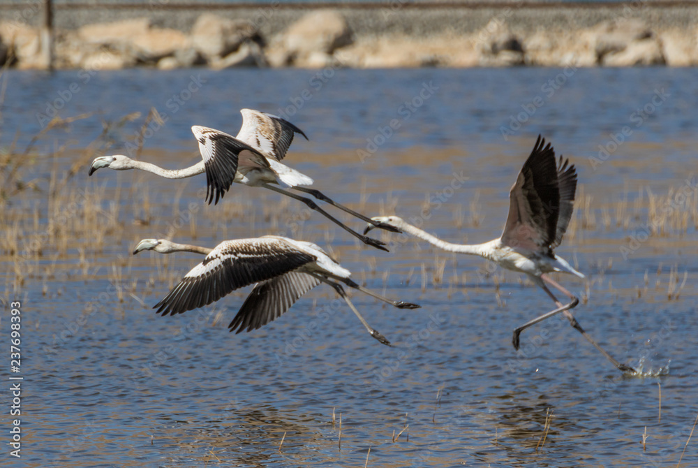 Van, Turkey - at the border with Iran, Van and its wonderful lake are splendid places to visit, with a stunning wildlife. Here in particular a colony of flamingos