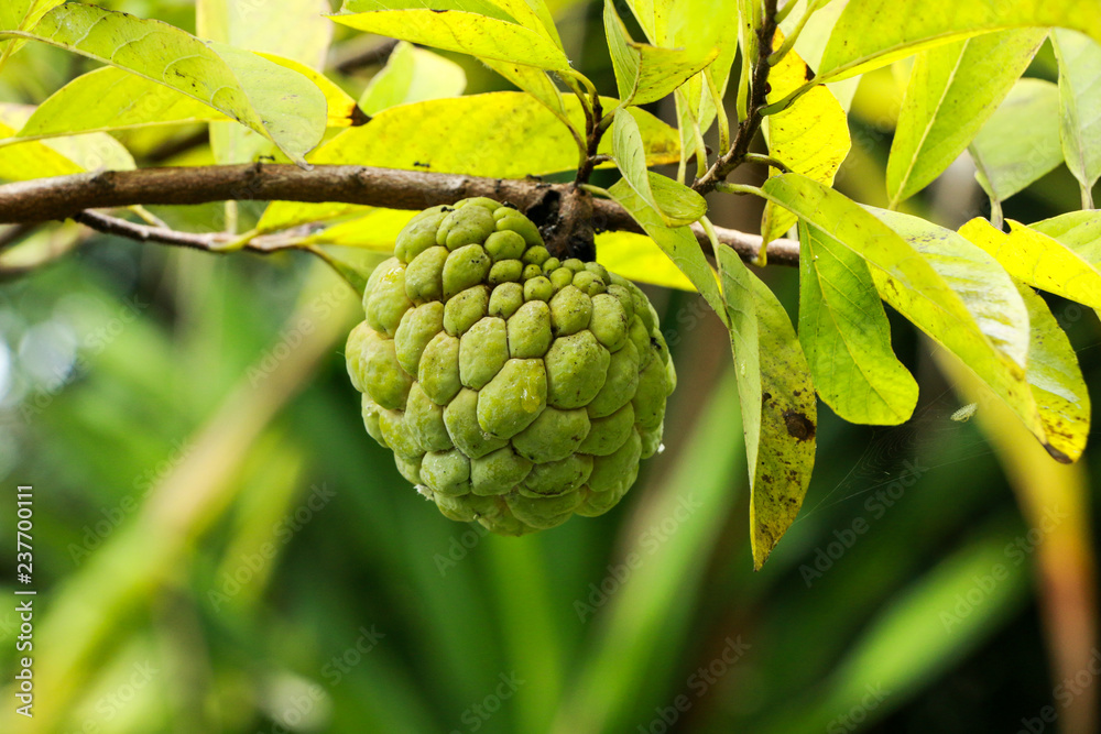 Sugar apple at garden Sugar apple at garden