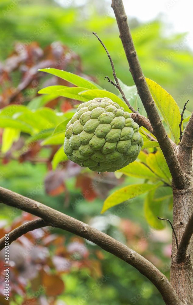 Fototapeta premium Sugar apple at garden