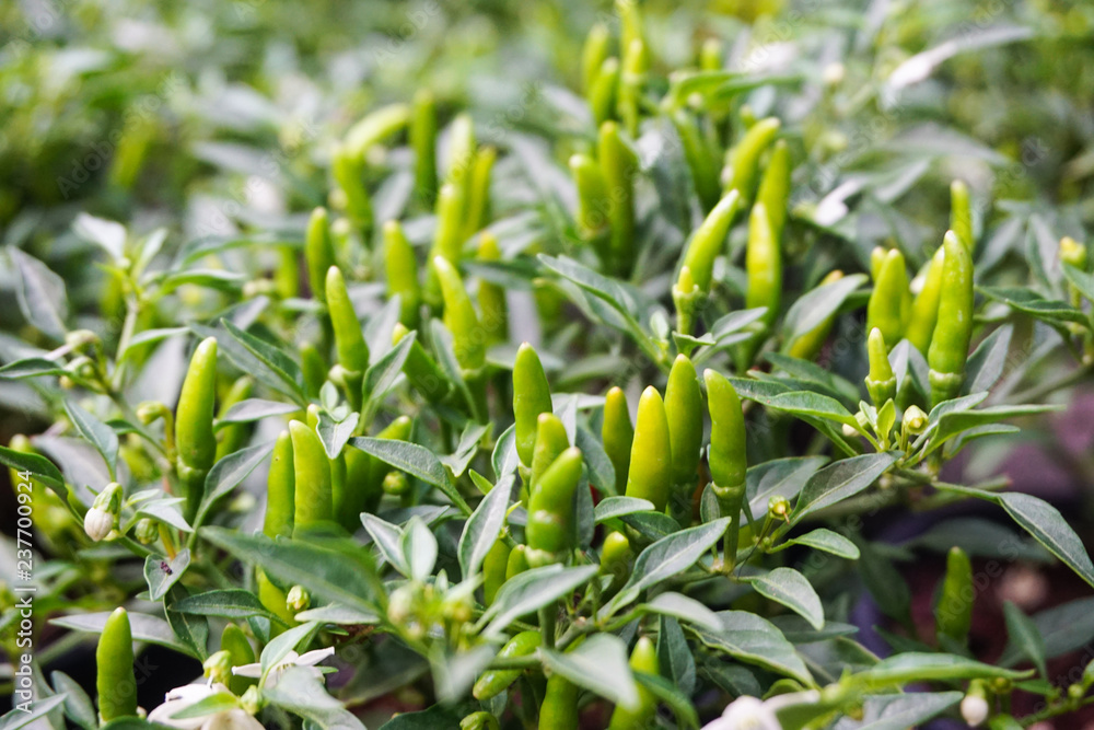 Green and  chillies organic vegetable  on blurred background in farm.pepper plantation, good for healthy,hot and spicy cooking