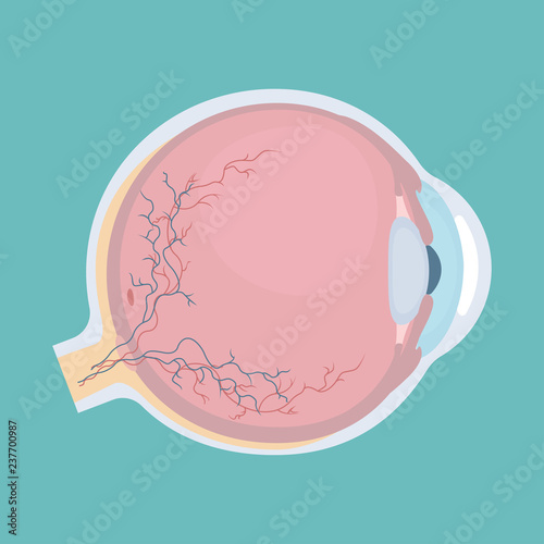 Human eyeball icon. Human eye structure. Vector illustration.