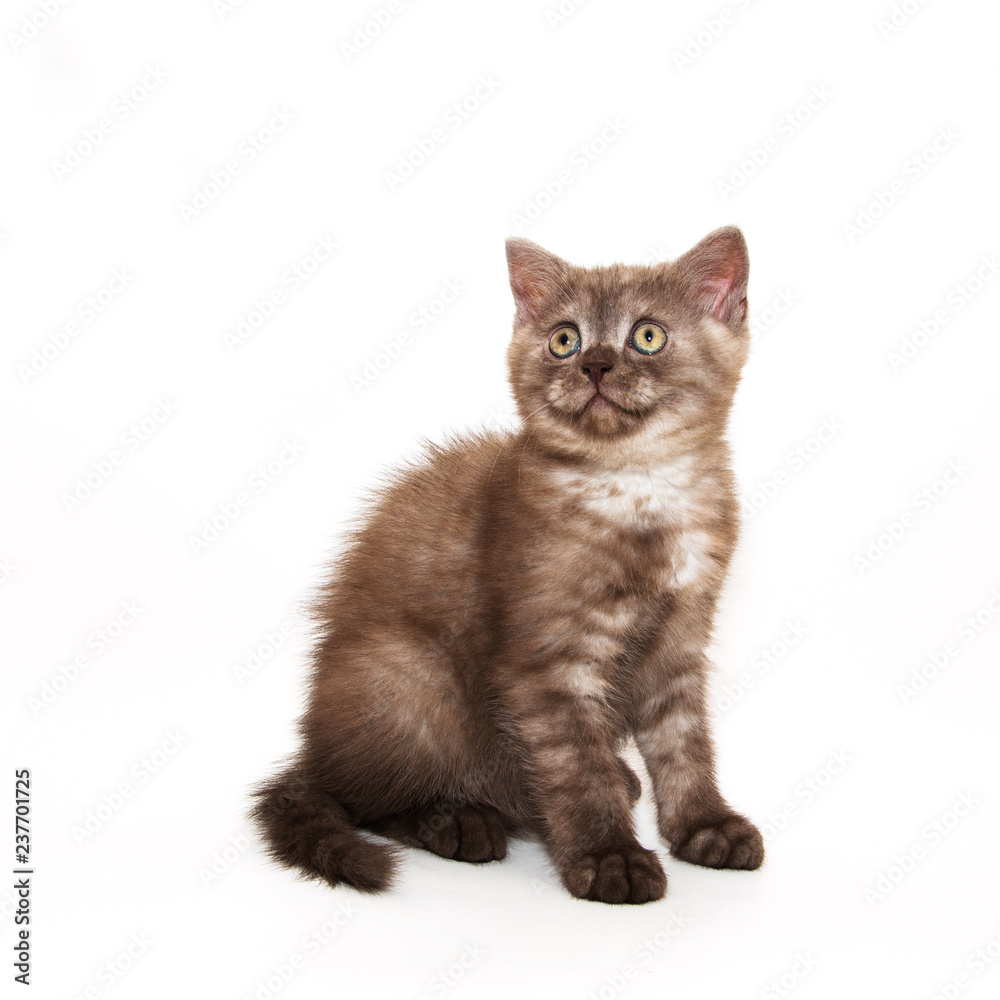 little chocolate kitty. On a white background.