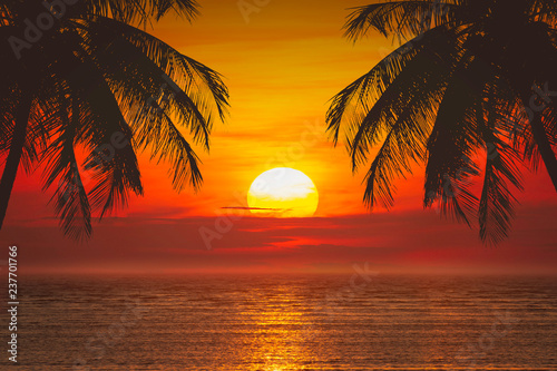Summer tropical backgrounds with palms