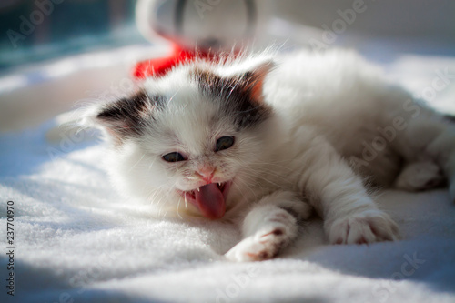 Fototapeta Naklejka Na Ścianę i Meble -  Fluffy white kitten. Cute, beloved, beautiful kitten close-up. Scottish Straight Kitty in a natural setting at home.