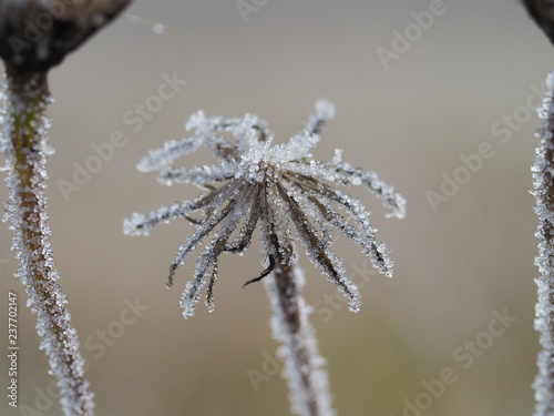 Plant in frost. Macro. The sudden cold change in the weather