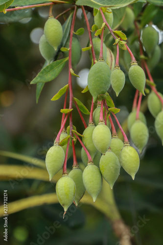 Khrai yoi at garden photo