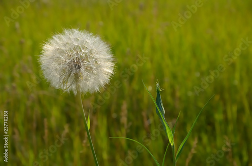 White fluffy flower on the background of green grass