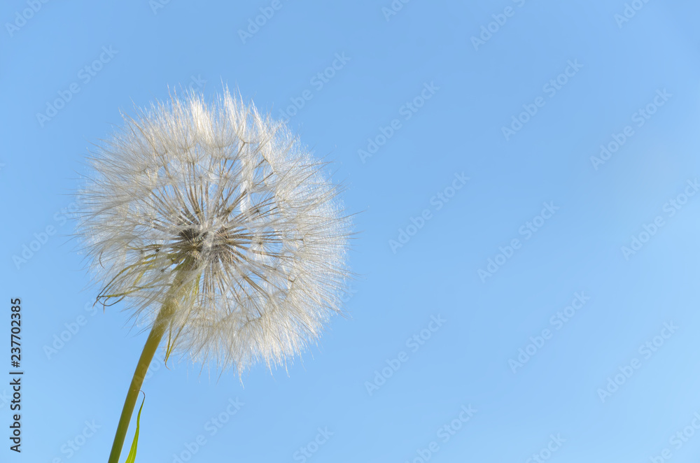 White fluffy flower on the background of the cloudless sky