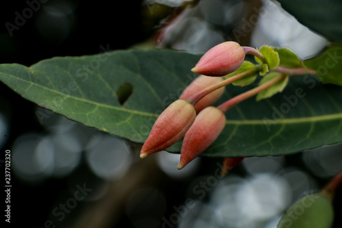 Khrai yoi at garden photo