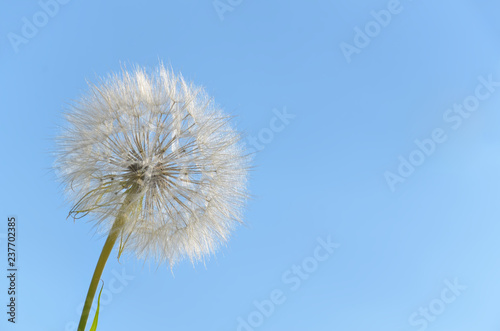 White fluffy flower on the background of the cloudless sky