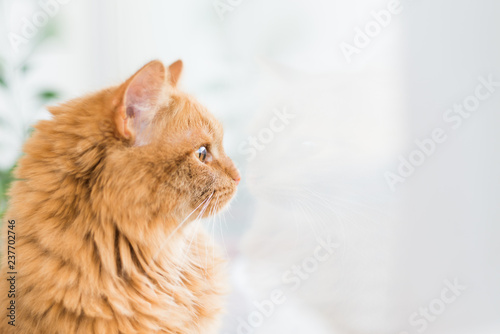 red cat with yellow eyes looking out the window, the cat in profile copy space