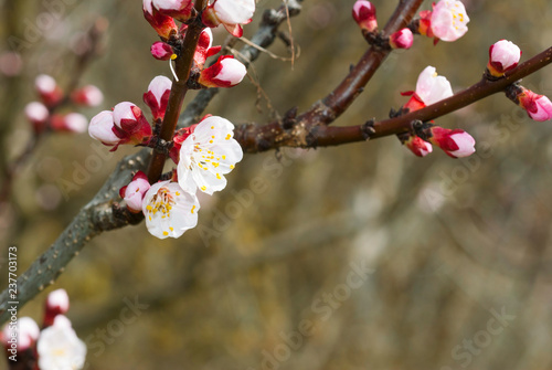 almond blossosms at springtime photo