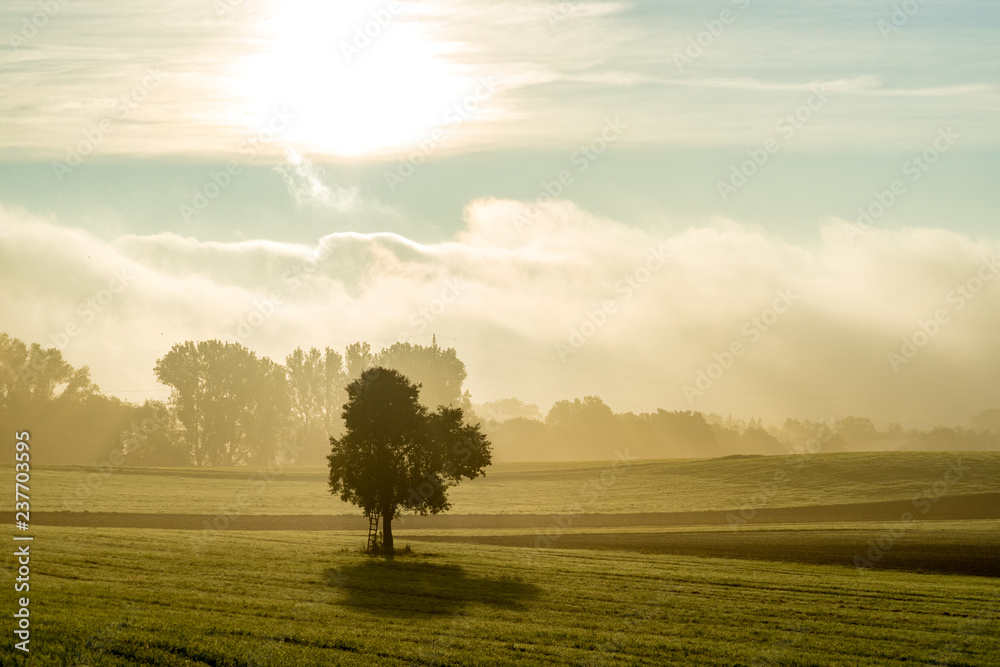 Morning fog in Germany
