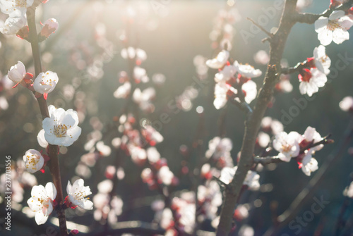 almond blossosms at springtime