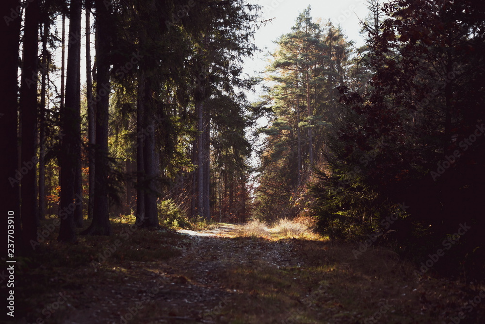 Fototapeta premium Morning in the forest