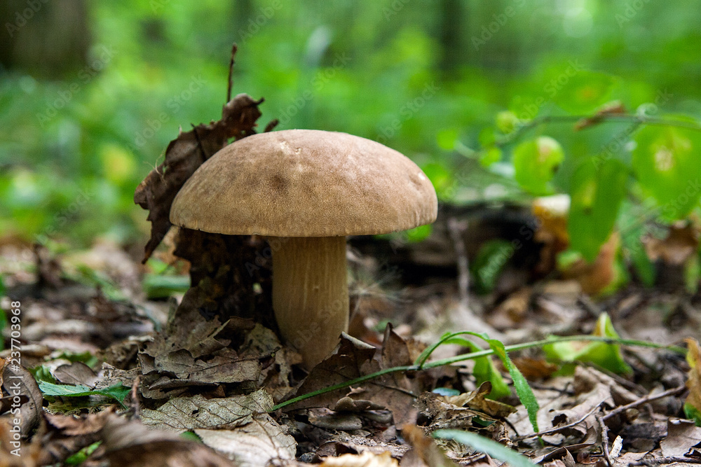 Porcini mushroom grows on the forest floor at autumn season.. Porcini mushroom grows on the forest floor at autumn season..