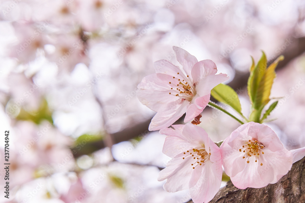 桜の花　花びら　クローズアップ