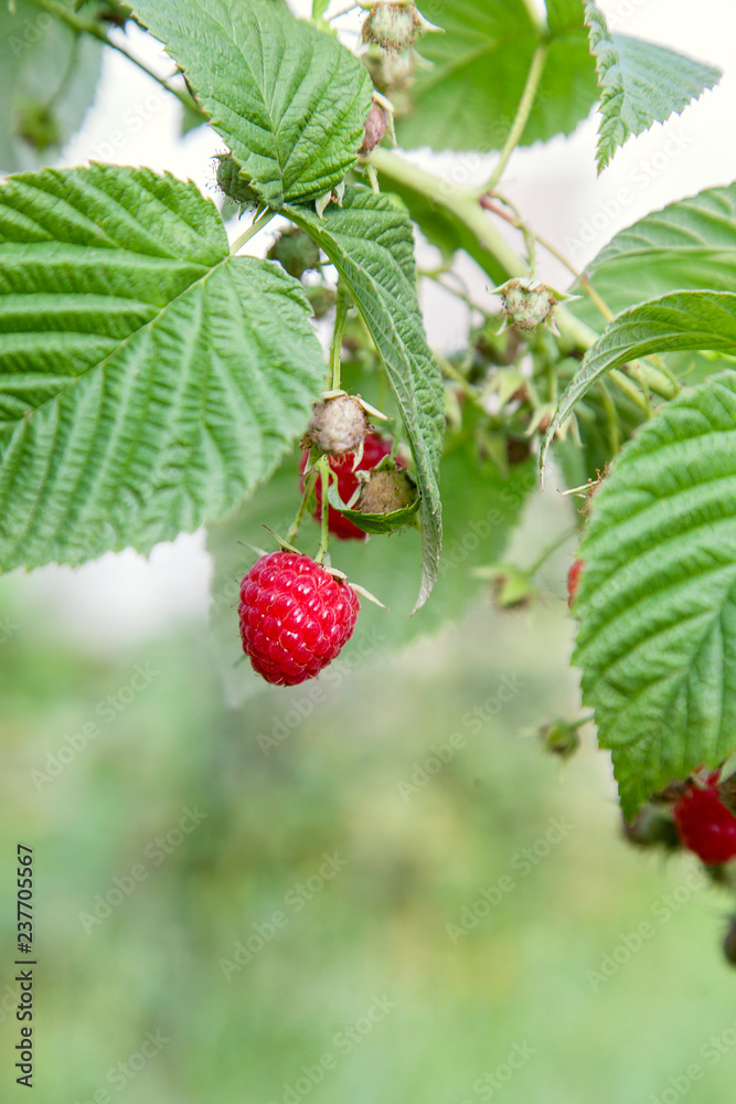 Ripe and unripe raspberry in fruit garden. Growing natural bush of raspberry. Branch of raspberry in sunlight.. Ripe and unripe raspberry in fruit garden. Growing natural bush of raspberry. Branch of raspberry in sunlight..