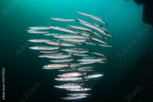 School of Chevron Barracudas