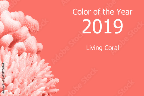Living Coral color of the Year 2019. Trendy color.