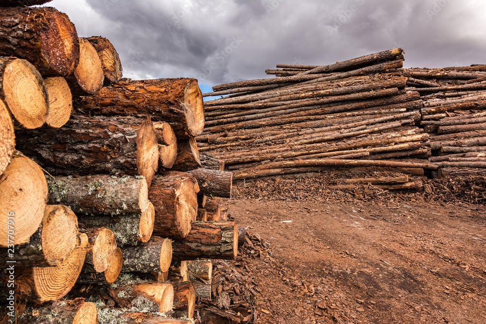 Pile of pine logs in a sawmill for further processing into pellets Pile of pine logs in a sawmill for further processing into pellets