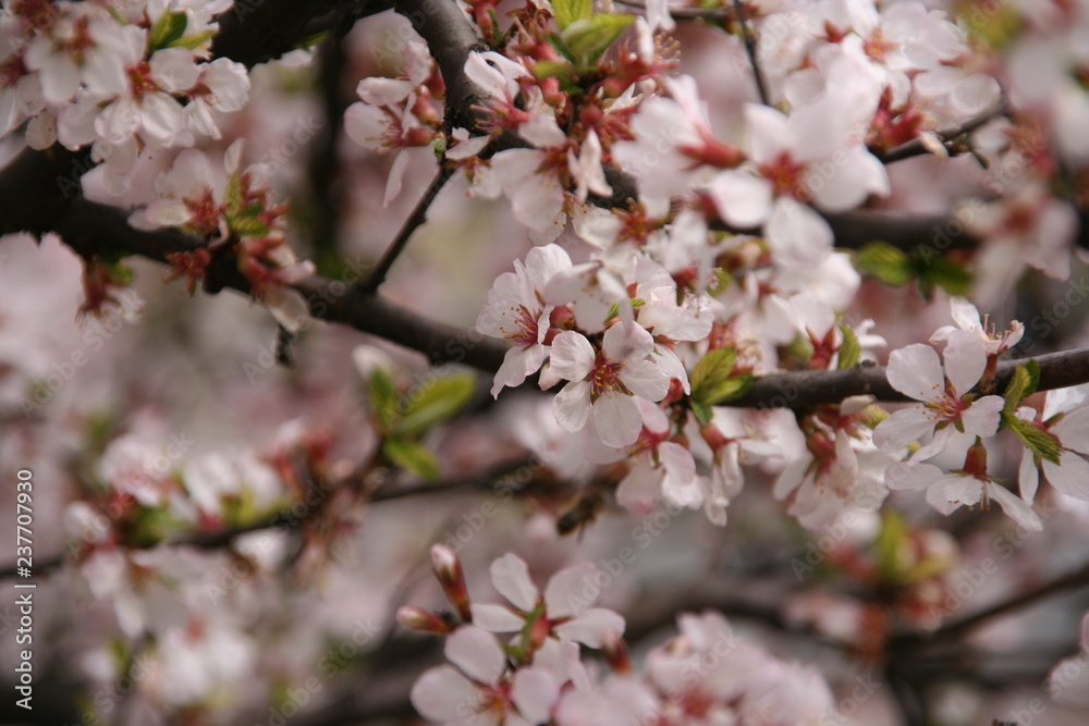 cherry blossom in spring cherry blossom in spring