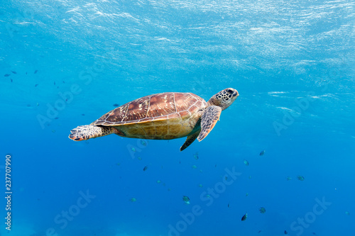 Green turtle (Chelonia mydas) Apo Island, Philippines
