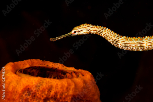 Schultzs Pipefish (Corythoichthys schultzi) Lembeh Strait, Indonesia photo