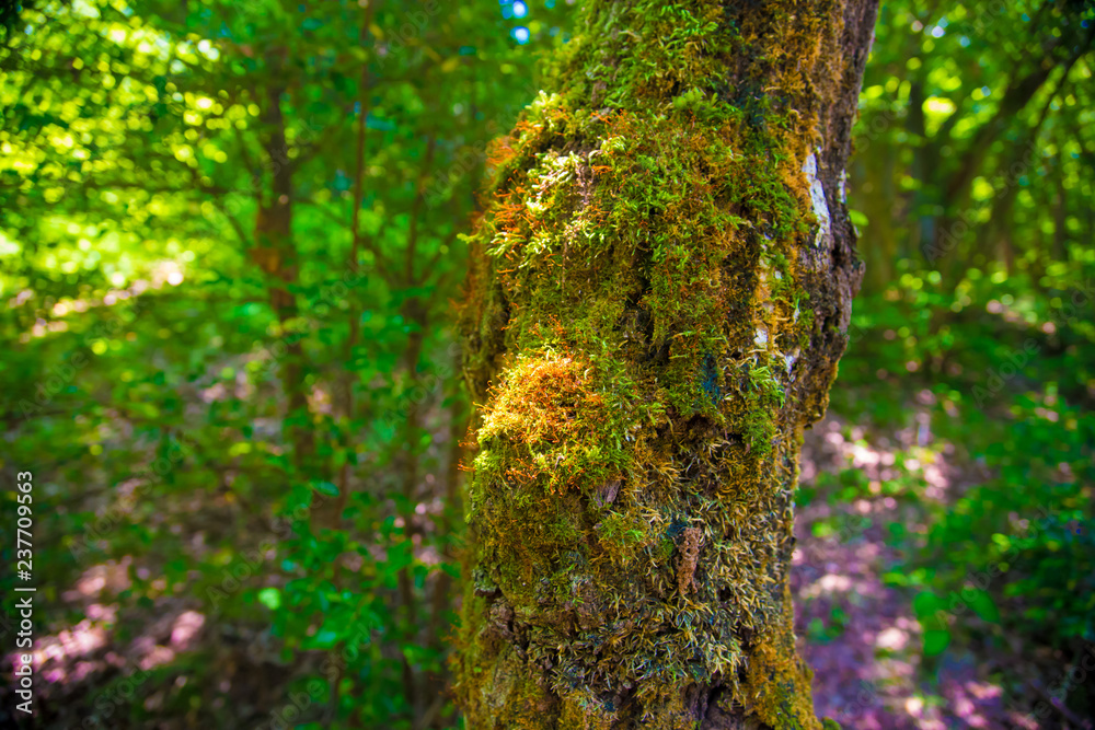 Small nature in Toyama, Japan. Japan is a country located in the East Asia. Small nature in Toyama, Japan. Japan is a country located in the East Asia.