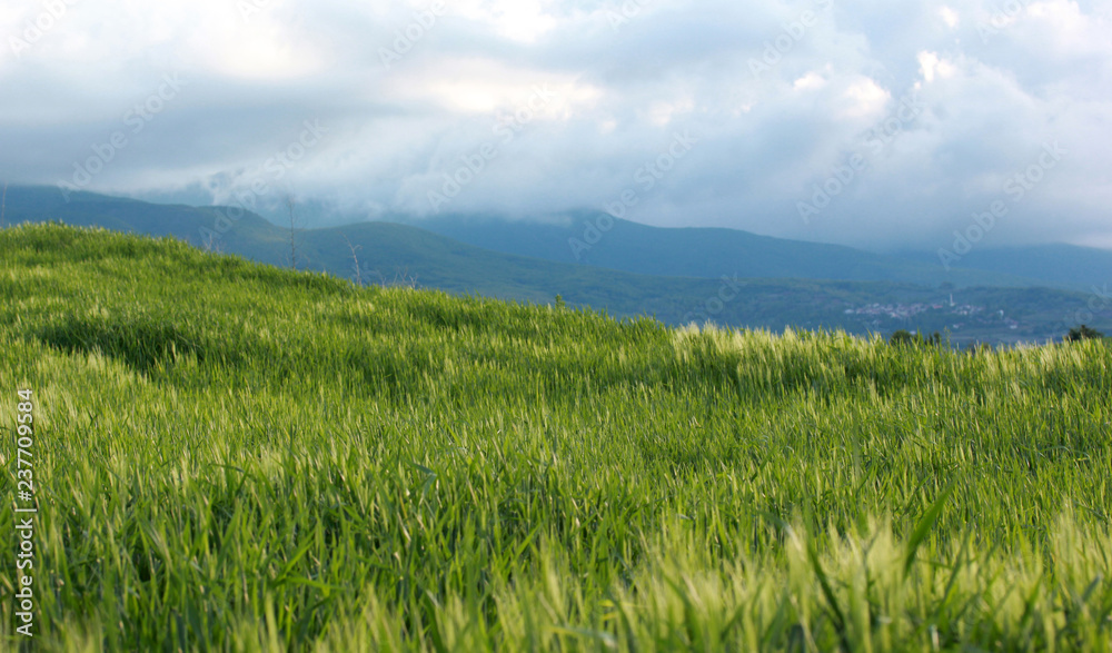green wheat field and foggy mountains green wheat field and foggy mountains