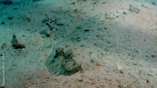 Panther flounder, Bothus pantherinus, hides on the sandy seabed, Raja Ampat, Indonesia photo