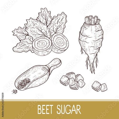 Sugar beet. Root, leaves, sugar, scoop. Set. Sketch. Monophonic.