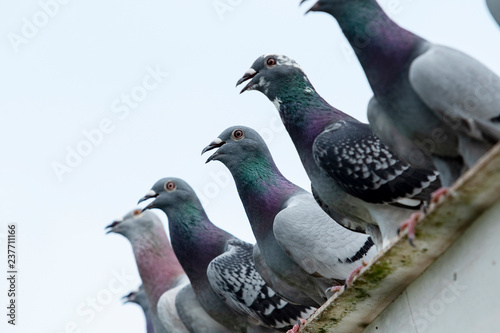 group of speed racing pigeon rest on home roof after hard flying