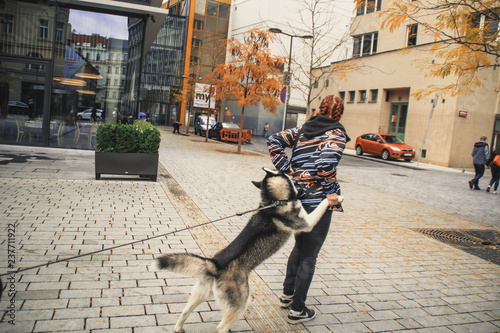 Husky dog travels along the street with a girl. Walk the city. City views. Sunshine.