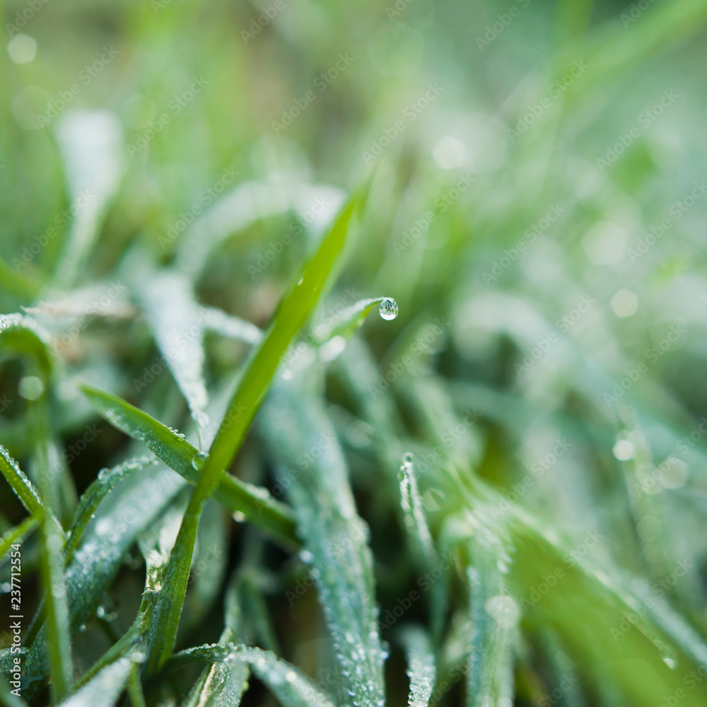 Spring grass in the meadows after rain - natural colours delicate sunrise background for spring. Mountin dew after rain, frsh water drops on the grass. Spring grass in the meadows after rain - natural colours delicate sunrise background for spring. Mountin dew after rain, frsh water drops on the grass.