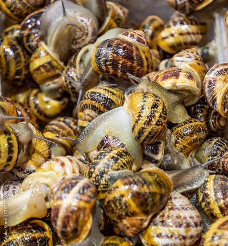 snail farming