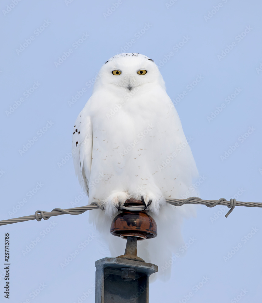 Fototapeta premium Male Snowy owl (Bubo scandiacus) isolated on white background perched on a hydro pole in winter in Ottawa, Canada