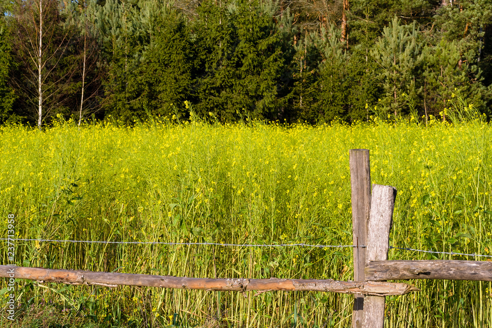 Fototapeta premium Okolice Puszczy Knyszyńskiej - PODLASIE - Polska