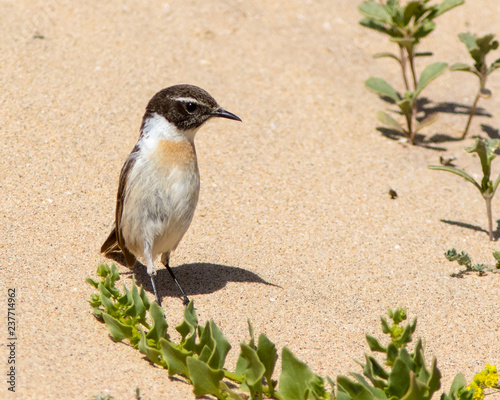 Canary Islands Stonechat at Fuerteventura Canary Islands photo