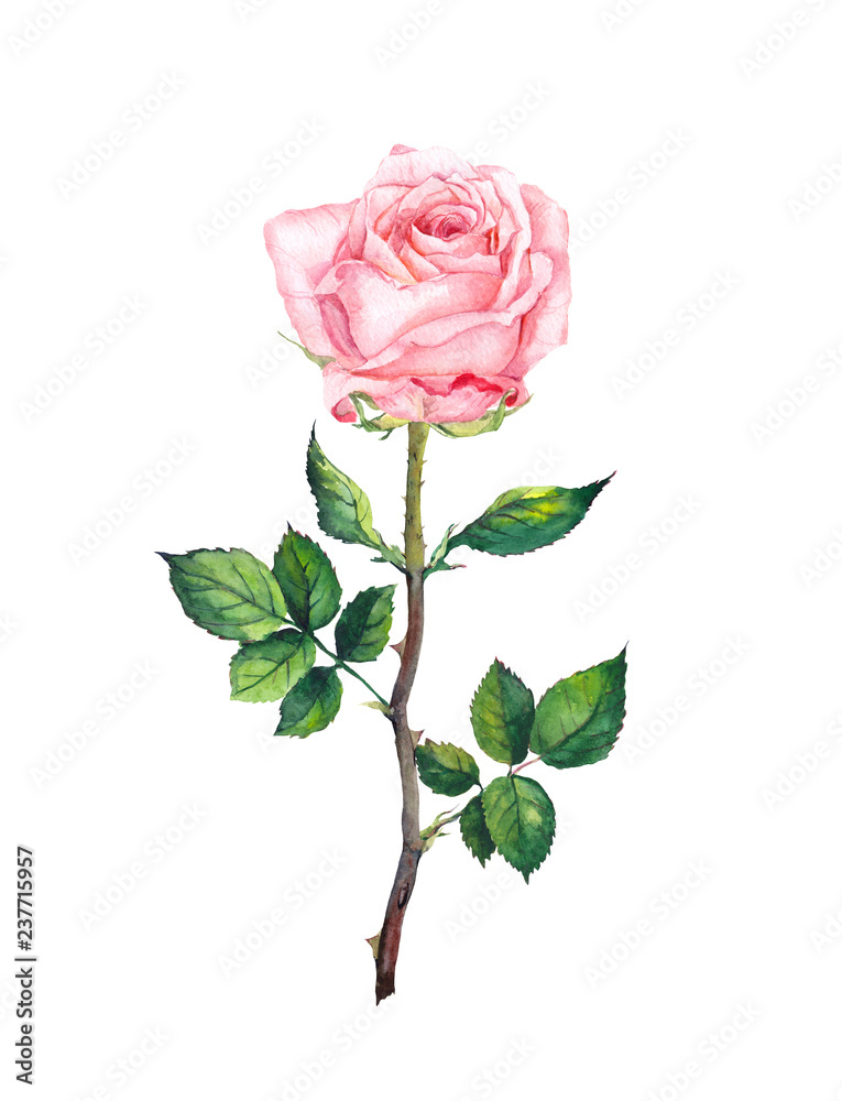 One pink rose with buds, leaves. Watercolor art Stock Illustration ...