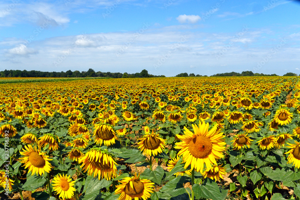 Sunflower field in Perigord, France Sunflower field in Perigord, France