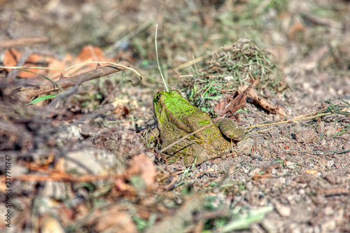 Big green toad in wild area © russieseo
